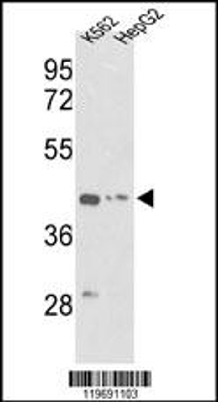 Western blot analysis of ACTG1 Antibody in K562, HepG2 cell line lysates (35ug/lane)