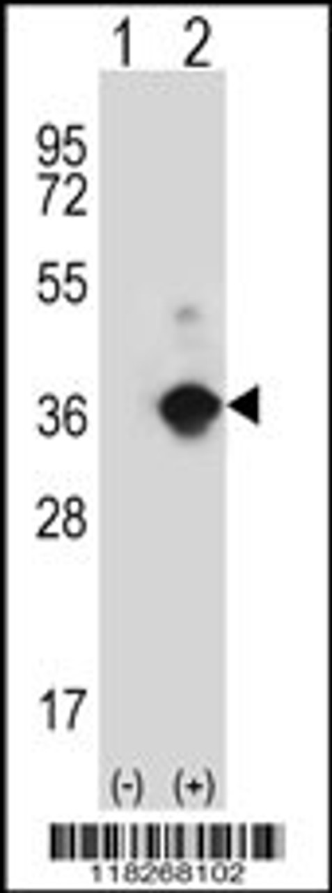 Western blot analysis of ANGPTL7 using rabbit polyclonal ANGPTL7 Antibody using 293 cell lysates (2 ug/lane) either nontransfected (Lane 1) or transiently transfected (Lane 2) with the ANGPTL7 gene.