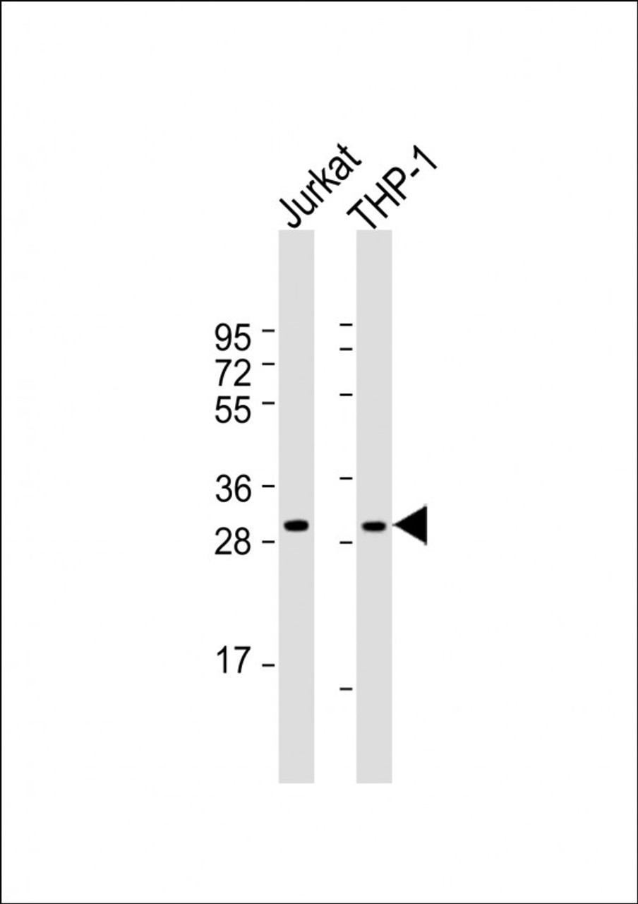 Western Blot at 1:1000 dilution Lane 1: Jurkat whole cell lysate Lane 2: THP-1 whole cell lysate Lysates/proteins at 20 ug per lane.