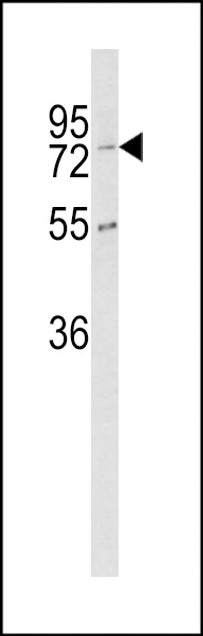 Western blot analysis of CPZ Antibody in K562 cell line lysates (35ug/lane)