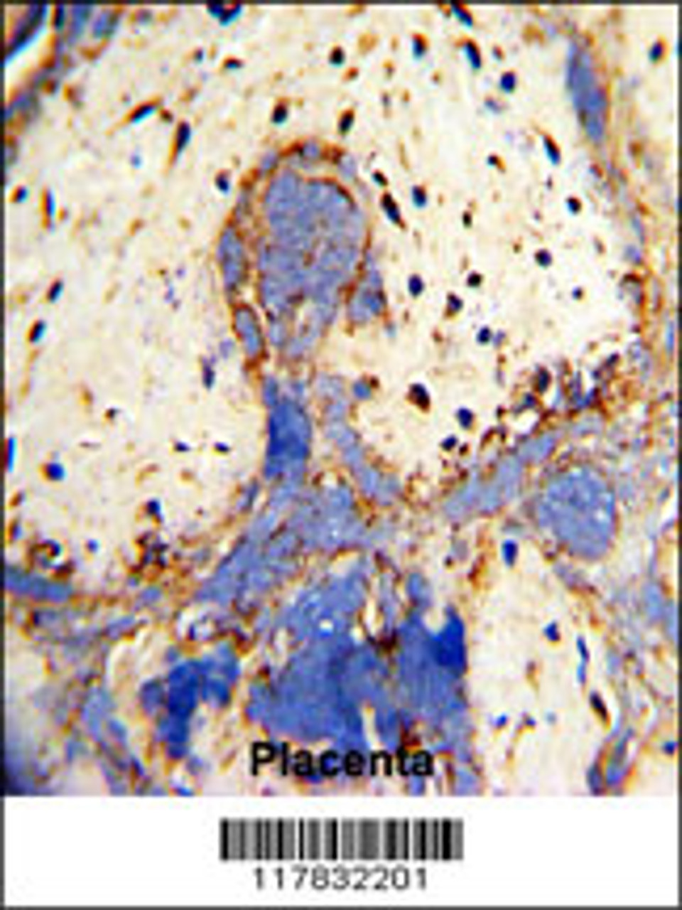 Formalin-fixed and paraffin-embedded human placenta with CPZ Antibody (N-term) , which was peroxidase-conjugated to the secondary antibody, followed by DAB staining.