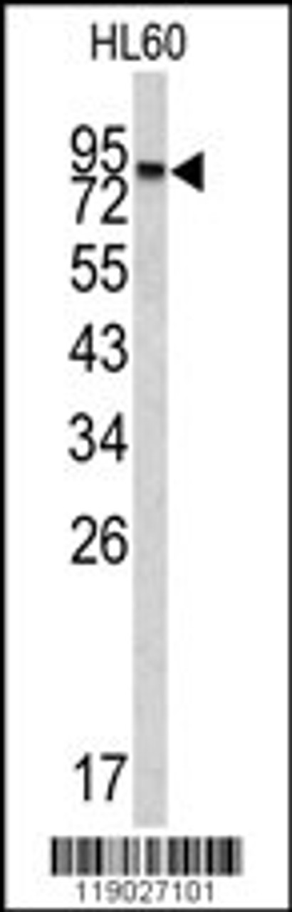 Western blot analysis of CPXM2 antibody in HL60 cell line lysates (35ug/lane)
