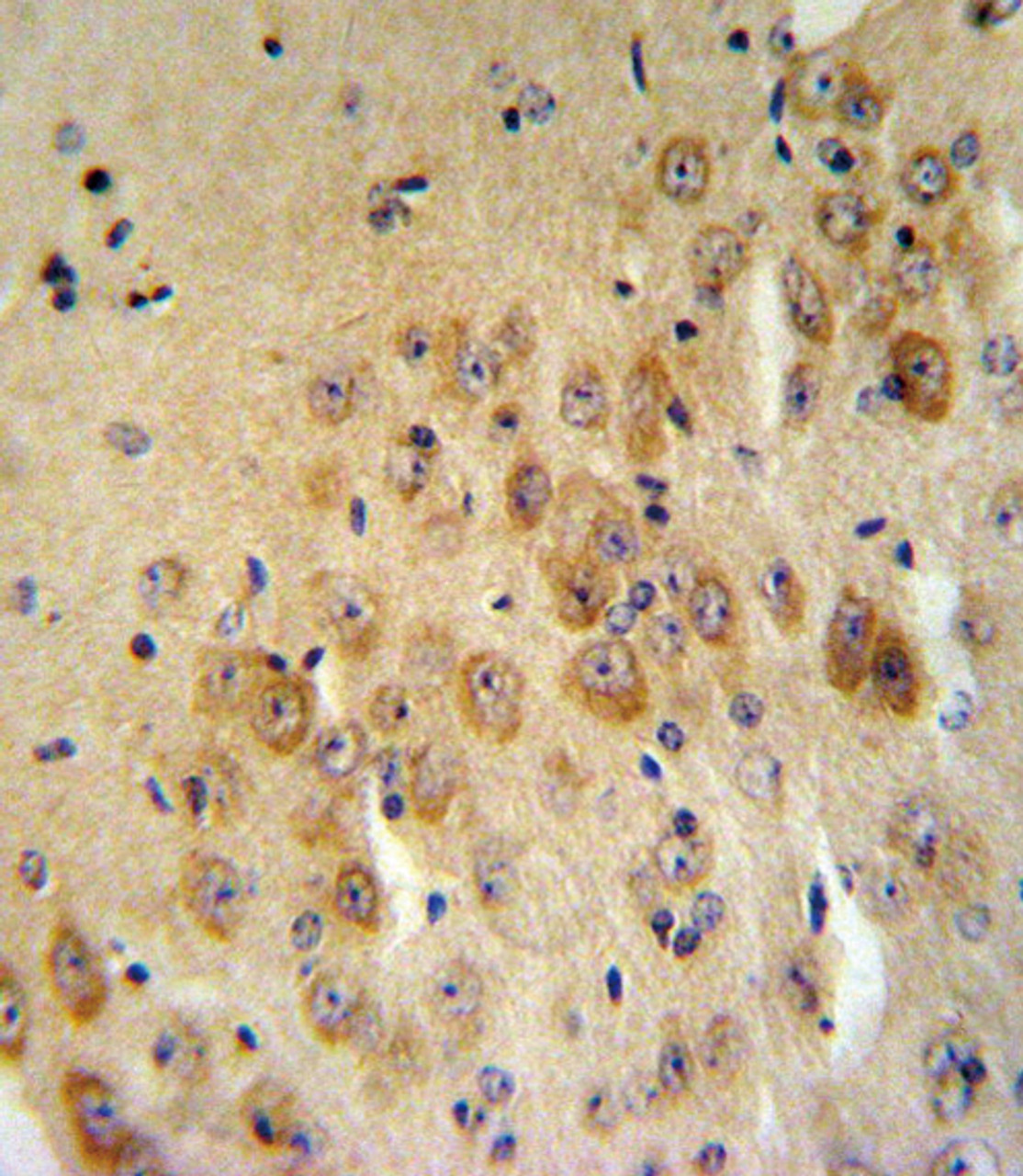 PAI2 Antibody IHC analysis in formalin fixed and paraffin embedded mouse brain tissue followed by peroxidase conjugation of the secondary antibody and DAB staining.