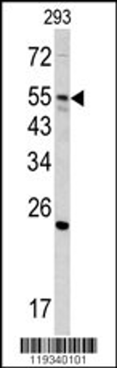 Western blot analysis in 293 cell line lysates (35ug/lane)