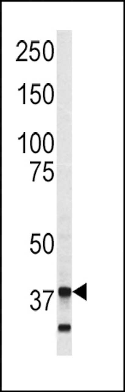 Western blot analysis of Annexin V antibody in SK-Br-3 cell line lysates (35ug/lane)
