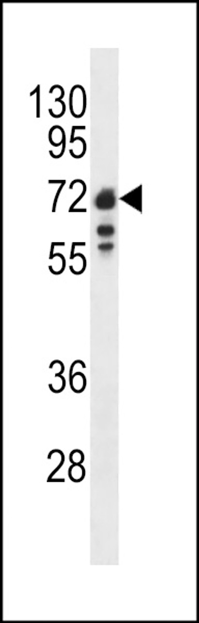 Western blot analysis of Lamin B1 antibody in Ramos cell line lysates (35ug/lane)