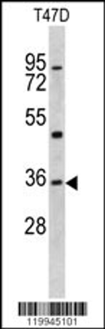 Western blot analysis of KLF6 antibody in T47D cell line lysates (35ug/lane)