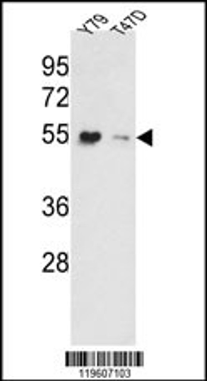 Western blot analysis of EEF1A1/ EEF1A2 Antibody in Y79, T47D cell line lysates (35ug/lane) .
