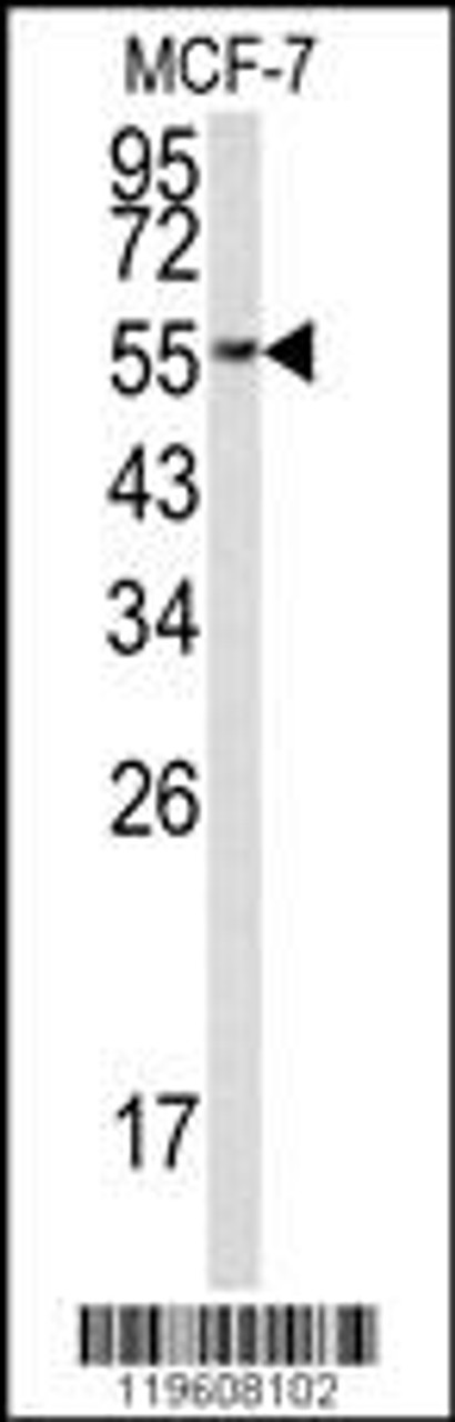 Western blot analysis of EEF1A1 Antibody in MCF-7 cell line lysates (35ug/lane)