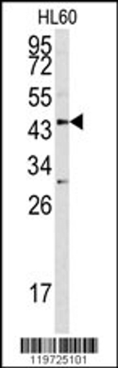 Western blot analysis of ASPN antibody in HL60 cell line lysates (35ug/lane)