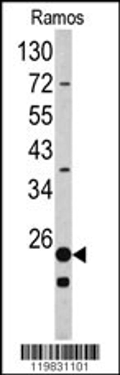 Western blot analysis of RPS9 antibody in Ramos cell line lysates (35ug/lane)