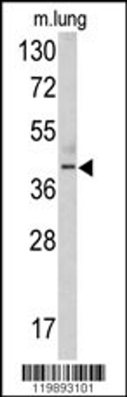 Western blot analysis of TDG antibody in mouse lung tissue lysates (35ug/lane)