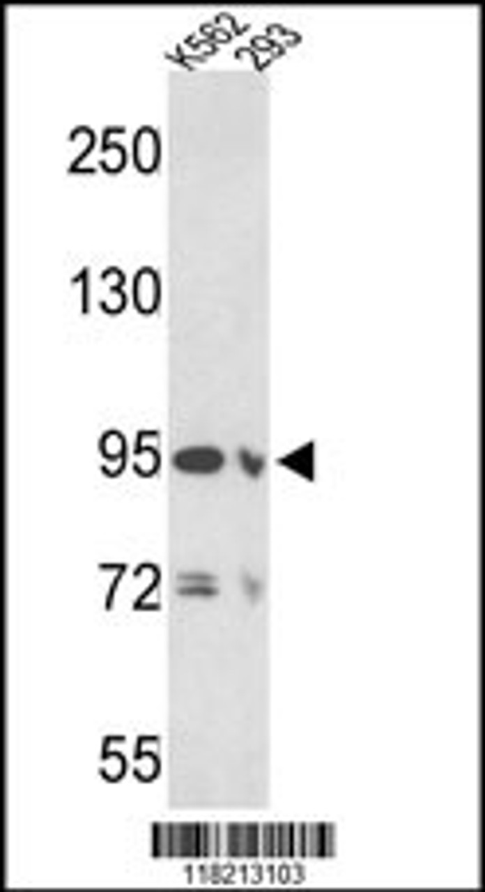 Western blot analysis of EMILIN1 Antibody in K562 and 293 cell line lysates (35ug/lane)