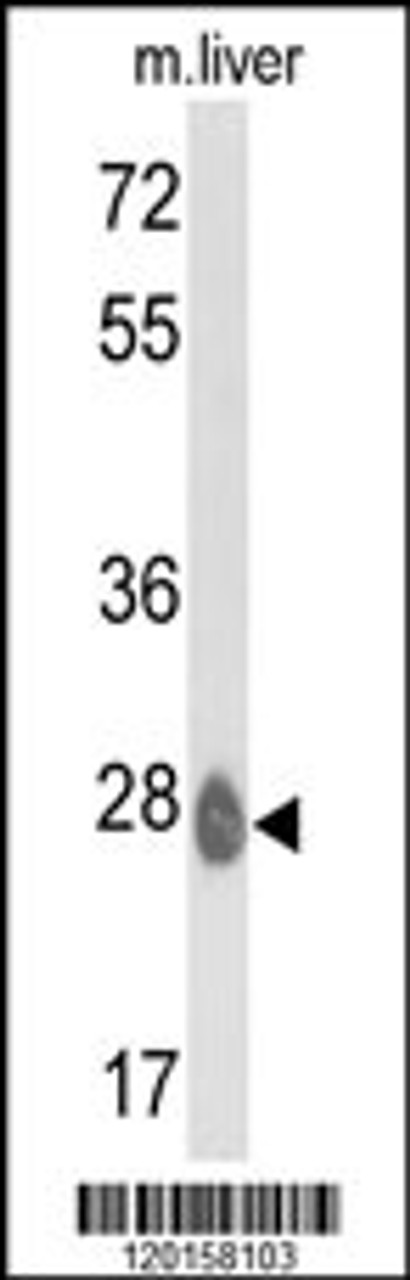 Western blot analysis of ETHE1 Antibody in mouse liver tissue lysates (35ug/lane)