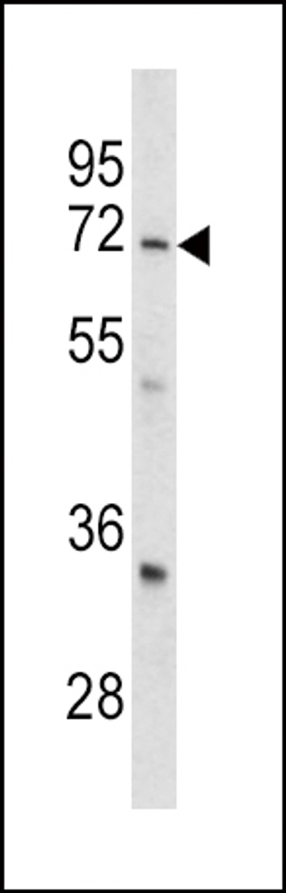 Western blot analysis of GARP antibody in mouse cerebellum tissue lysates (35ug/lane)