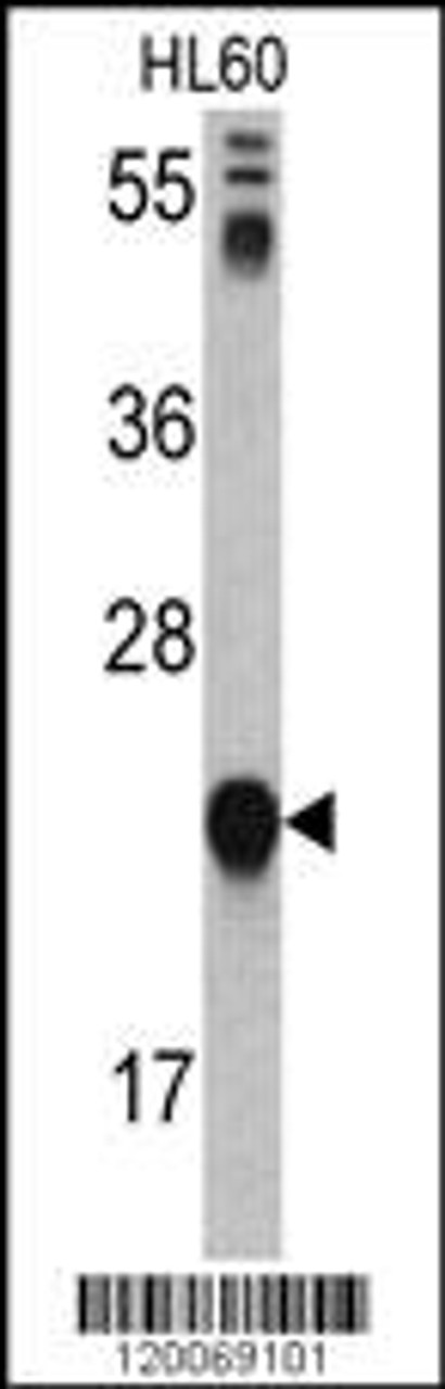 Western blot analysis of GLO1 antibody in HL60 cell line lysates (35ug/lane)