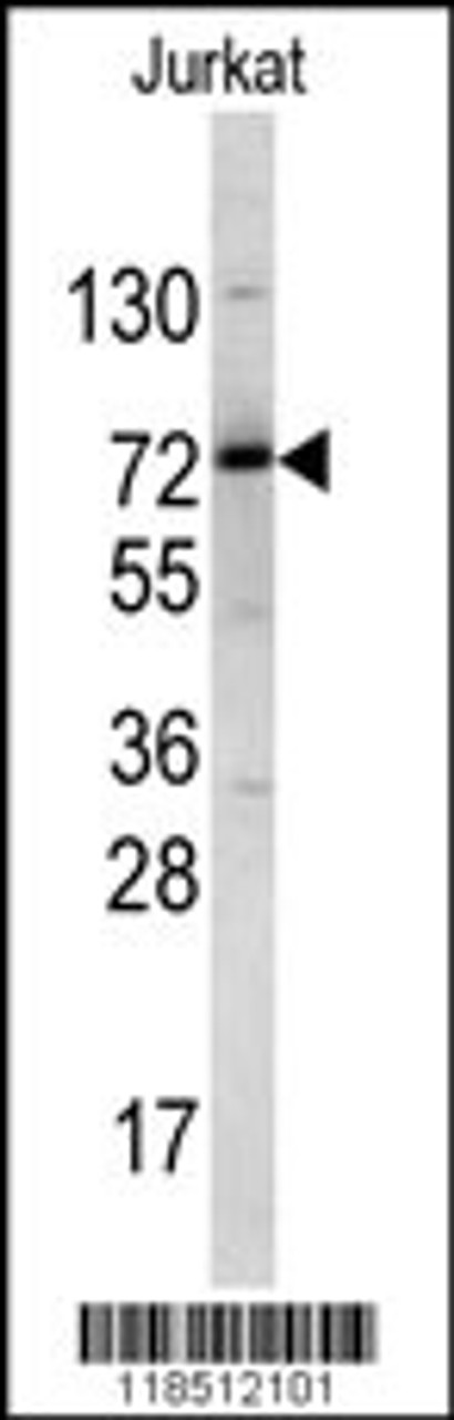 Western blot analysis of NKRF antibody in Jurkat cell line lysates (35ug/lane)