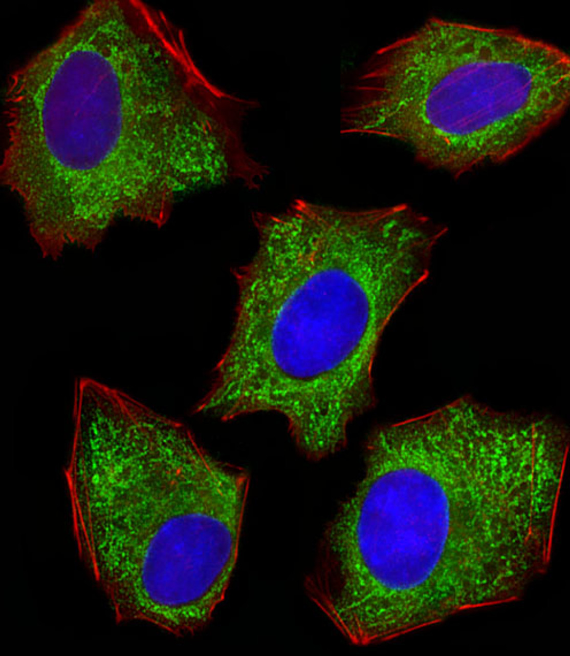 Fluorescent image of HepG2 cells stained with XAF1 . Antibody was diluted at 1:100 dilution. An Alexa Fluor 488-conjugated goat anti-rabbit lgG at 1:400 dilution was used as the secondary antibody (green) . DAPI was used to stain the cell nuclear (blue) . Cytoplasmic actin was counterstained with Alexa Fluor 555 conjugated with Phalloidin (red) .