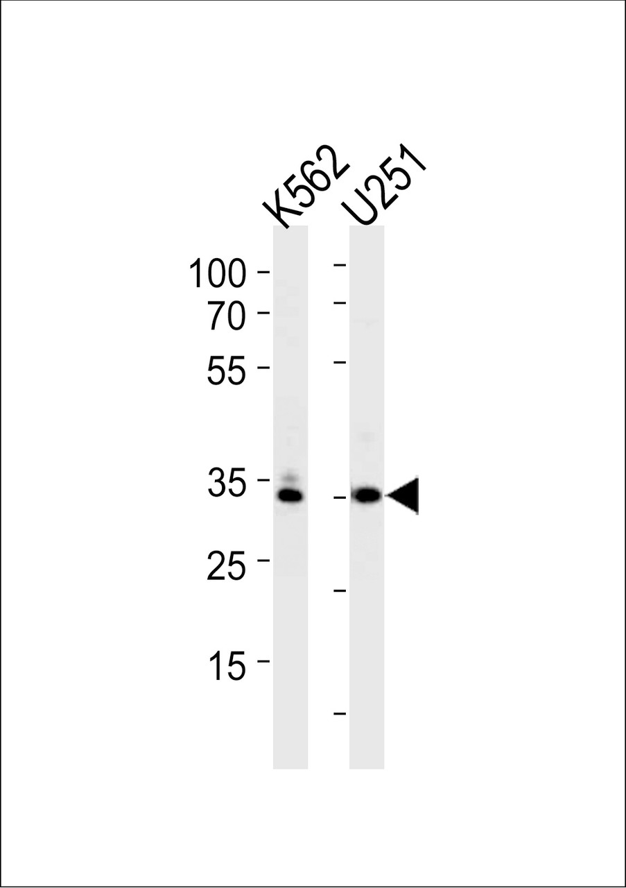 Western blot analysis in K562, U251 cell line lysates (35ug/lane) .