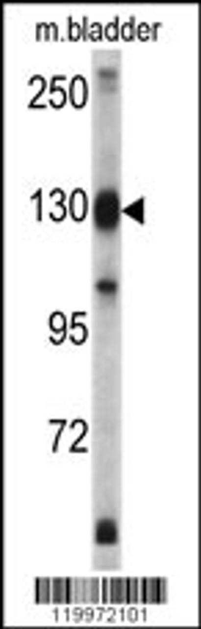 Western blot analysis of XPO1 antibody in mouse bladder tissue lysates (35ug/lane)