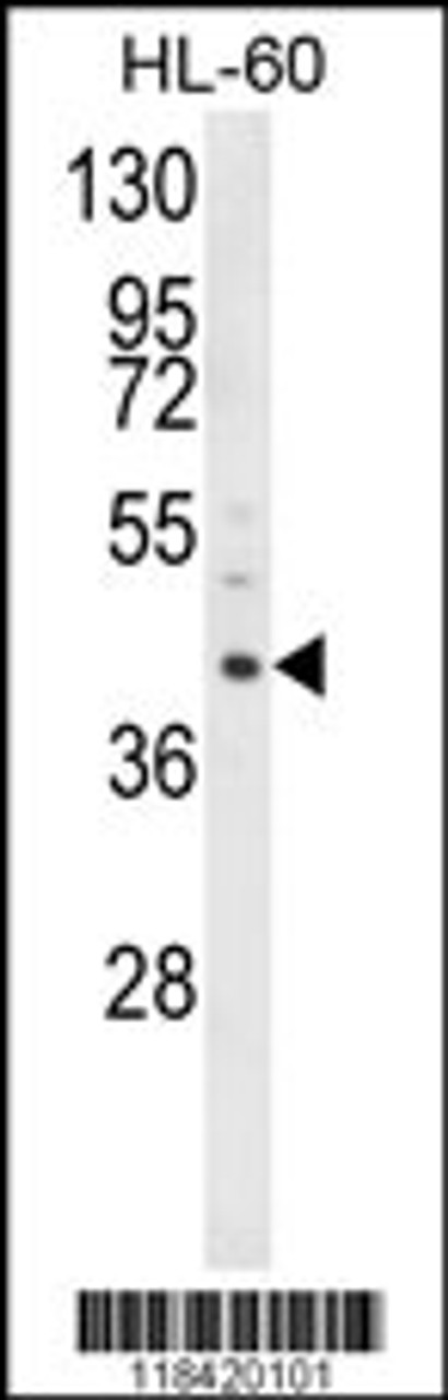 Western blot analysis of LRG1 Antibody in HL-60 cell line lysates (35ug/lane)