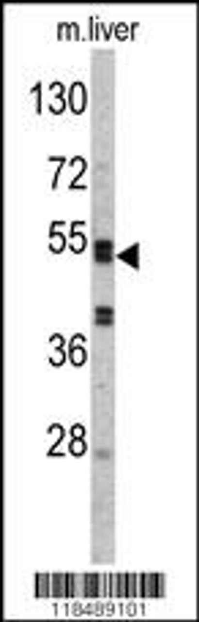 Western blot analysis of SERPINC1 Antibody in mouse liver tissue lysates (35ug/lane)