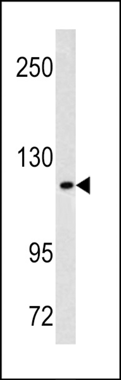 Western blot analysis of MAML3 antibody in Hela cell line lysates (35ug/lane)