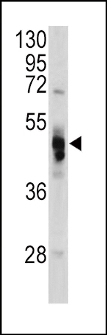 Western blot analysis of GLA antibody in Hela cell line lysates (35ug/lane)
