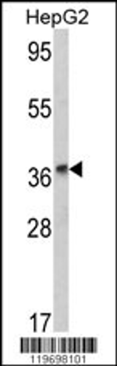 Western blot analysis of ADH1B Antibody in HepG2 cell line lysates (35ug/lane)