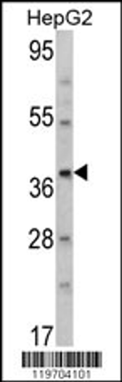 Western blot analysis of AMT Antibody in HepG2 cell line lysates (35ug/lane)