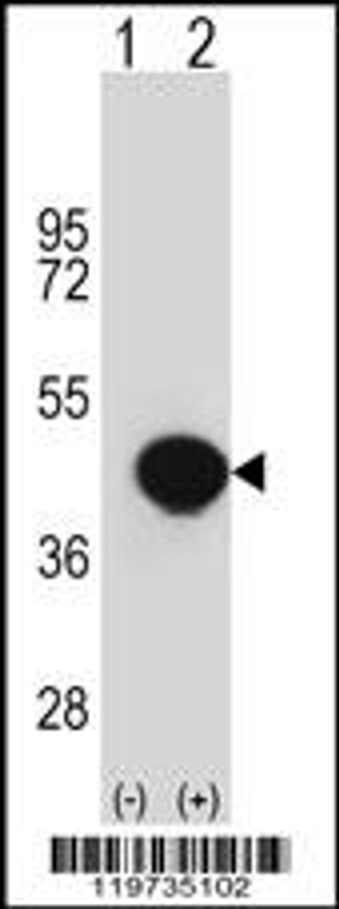 Western blot analysis of BGN using rabbit polyclonal BGN Antibody using 293 cell lysates (2 ug/lane) either nontransfected (Lane 1) or transiently transfected (Lane 2) with the BGN gene.