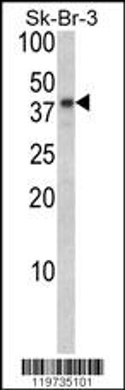 Western blot analysis of BGN Antibody in Sk-Br-3 cell line lysates (35ug/lane)