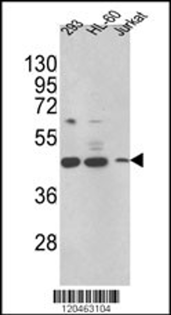 Western blot analysis of HSD17B7 Antibody in 293, HL-60, Jurkat cell line lysates (35ug/lane) (2ug/ml)