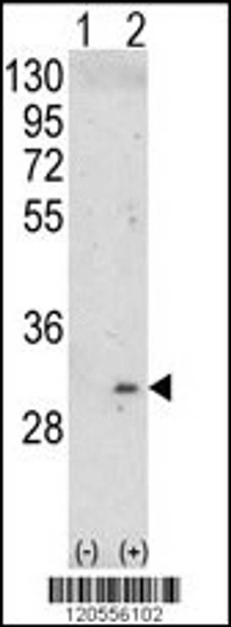 Western blot analysis of ITM2A using rabbit polyclonal ITM2A Antibody using 293 cell lysates (2 ug/lane) either nontransfected (Lane 1) or transiently transfected with the ITM2A gene (Lane 2) .