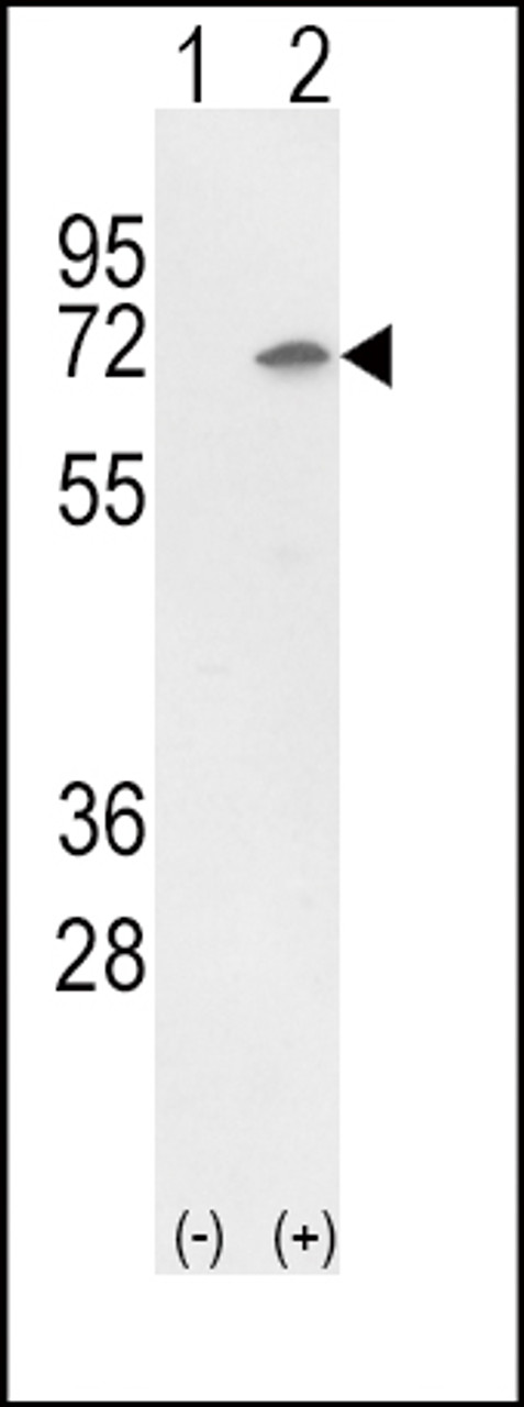 Western blot analysis of Ku70 using rabbit polyclonal Ku70 Antibody using 293 cell lysates (2 ug/lane) either nontransfected (Lane 1) or transiently transfected with the Ku70 gene (Lane 2) .