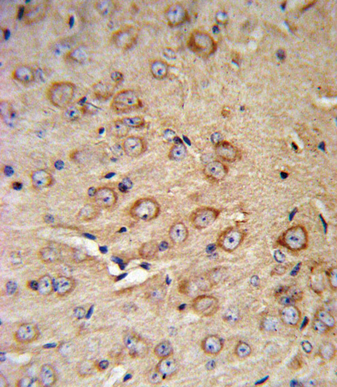 CRHR2 Antibody IHC analysis in formalin fixed and paraffin embedded mouse brain tissue followed by peroxidase conjugation of the secondary antibody and DAB staining.
