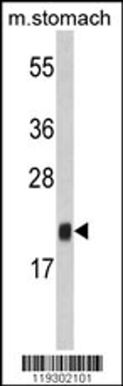 Western blot analysis of FKBP11 Antibody in mouse stomach tissue lysates (35ug/lane)