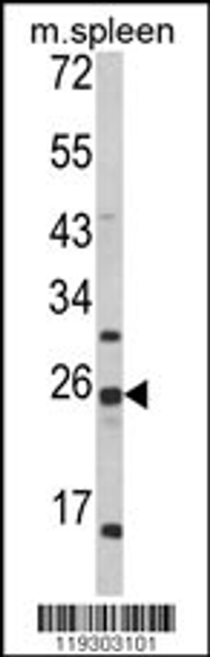 Western blot analysis of FKBP11 Antibody in mouse spleen tissue lysates (35ug/lane)