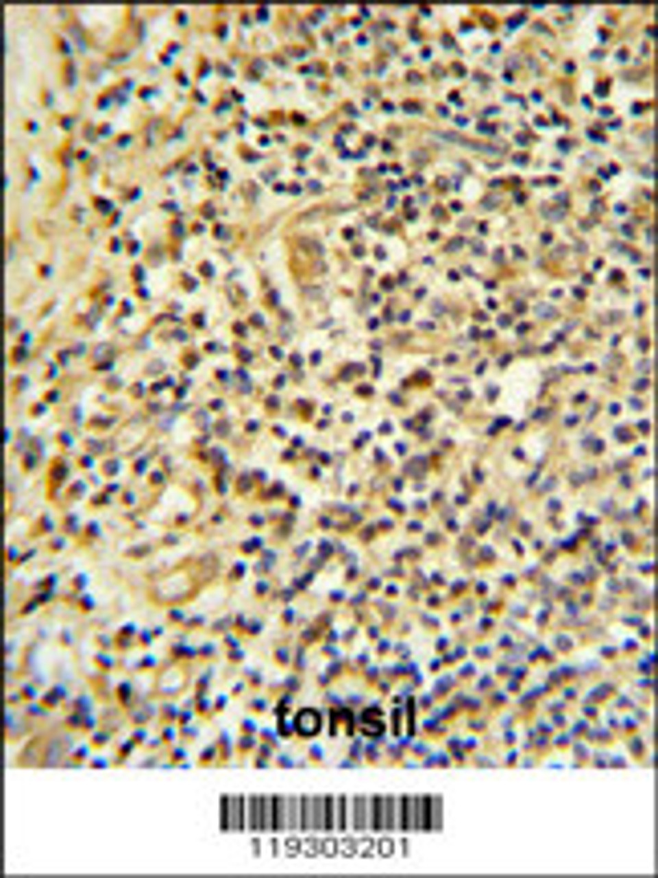 FKBP11 Antibody IHC analysis in formalin fixed and paraffin embedded human tonsil tissue followed by peroxidase conjugation of the secondary antibody and DAB staining.