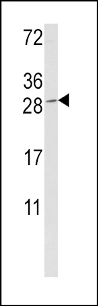 Western blot analysis of GZMM Antibody in K562 cell line lysates (35ug/lane)