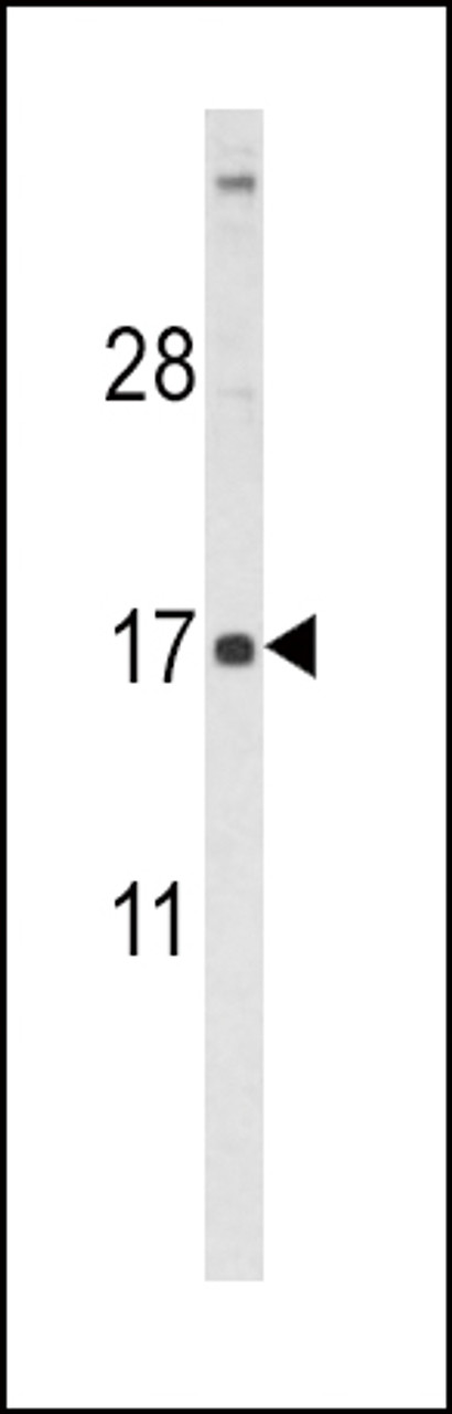 Western blot analysis of FSHB Antibody (Center T70) in HL60 cell line lysates (35ug/lane)