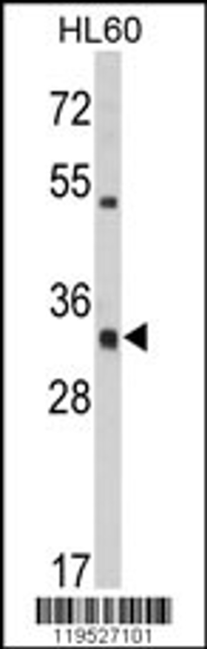 Western blot analysis of HLA-DRA Antibody in HL60 cell line lysates (35ug/lane)