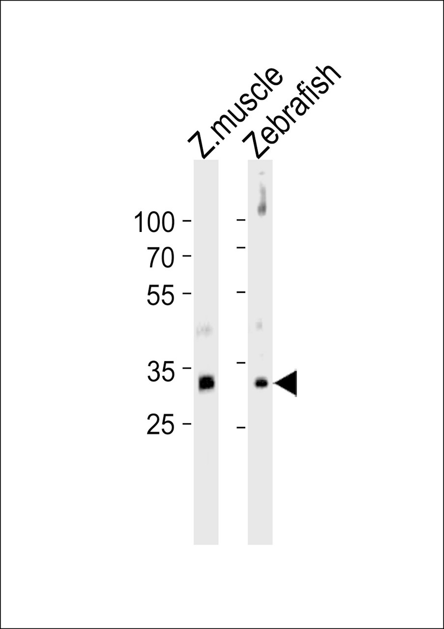 Western blot analysis of lysates from zebra fish muscle, Zebrafish tissue lysate (from left to right) , using DANRE HOXD4 Antibody at 1:1000 at each lane.