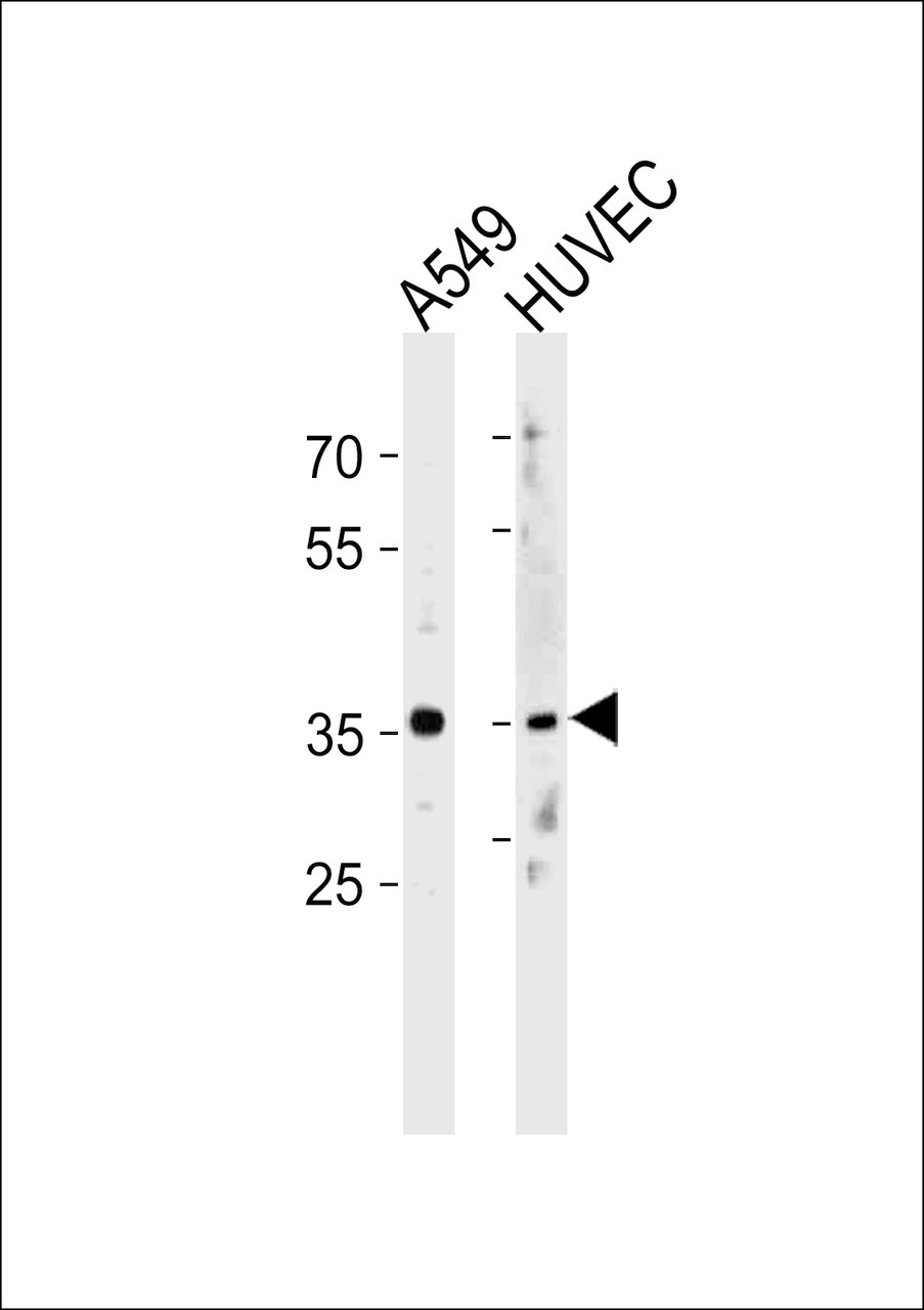 Western blot analysis in A549, HUVEC cell line lysates (35ug/lane) .