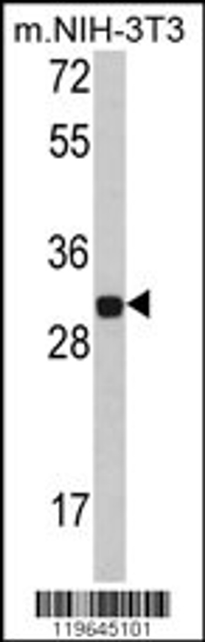 Western blot analysis of FHL1 Antibody in NIH-3T3 cell line lysates (35ug/lane)