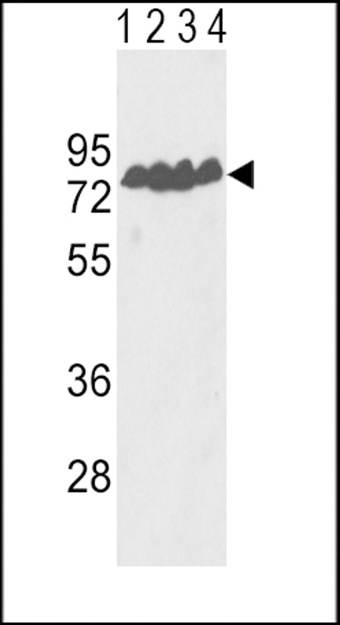 Western blot analysis of ECE-1 Antibody in Y79 (lane 1) , T47D (lane 2) cell line and mouse lung (lane 3) , liver (lane 4) tissue lysates (35ug/lane)