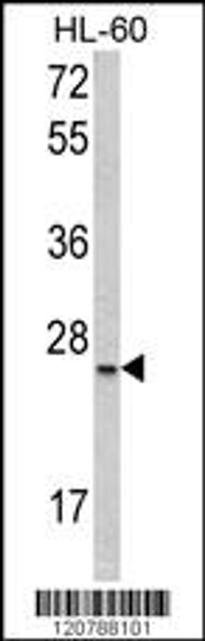 Western blot analysis of SFRS1 Antibody in HL-60 cell line lysates (35ug/lane)