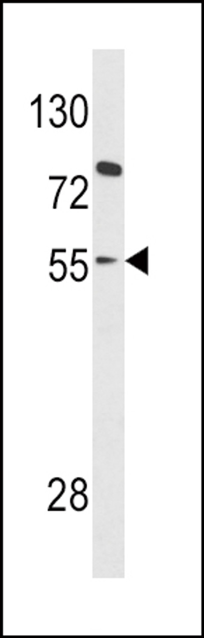 Western blot analysis of PAX8 Antibody in HL-60 cell line lysates (35ug/lane)