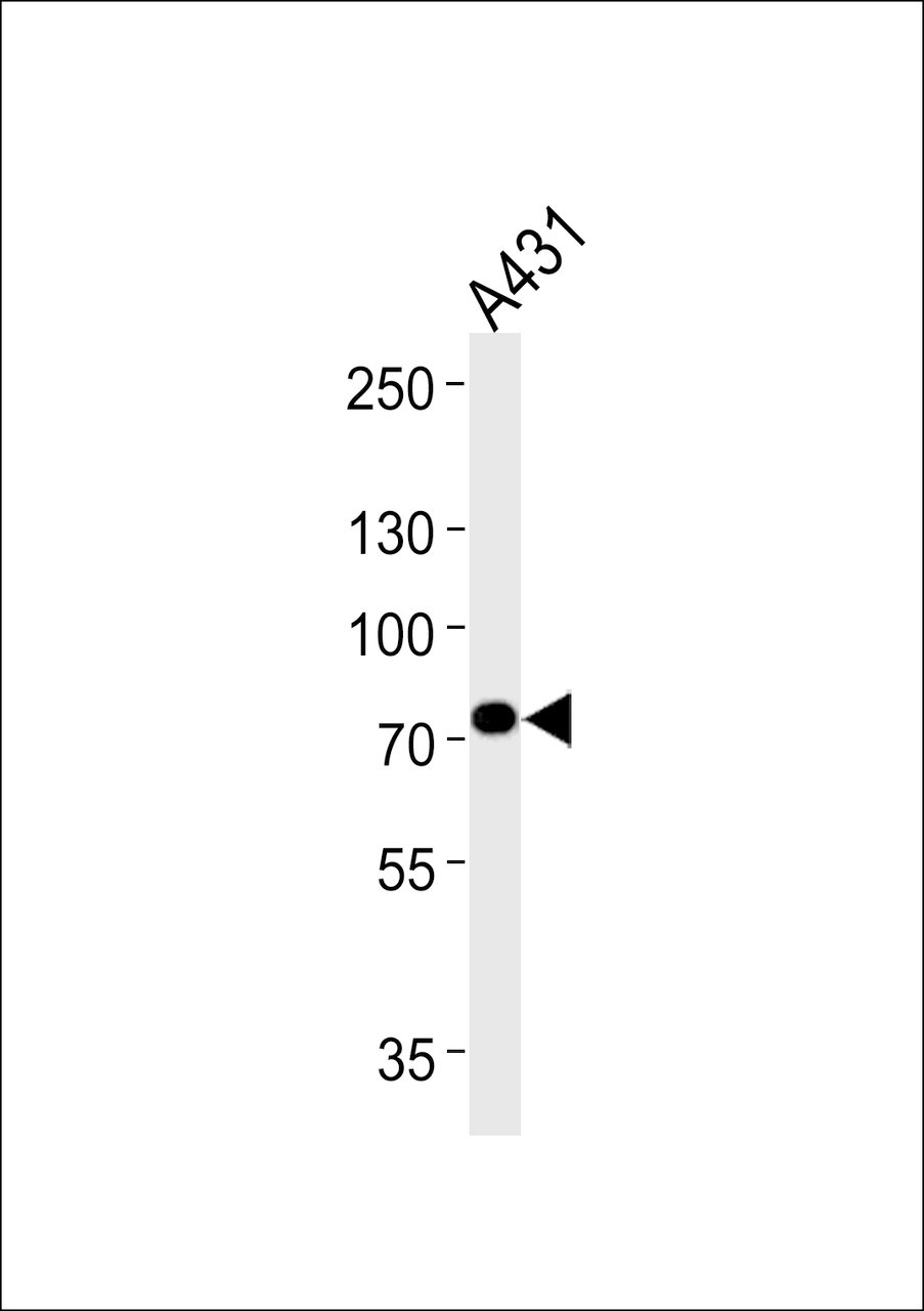 Western blot analysis in A431 cell line lysates (35ug/lane) .