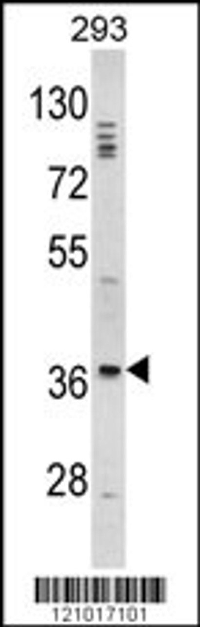 Western blot analysis of DLX2 Antibody in 293 cell line lysates (35ug/lane)